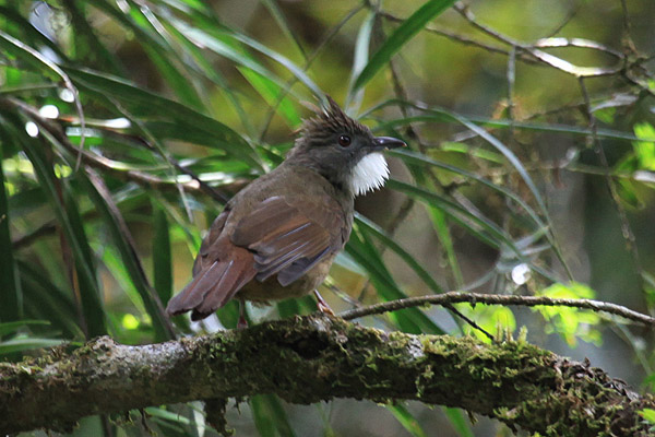 Ochreaceous Bulbul